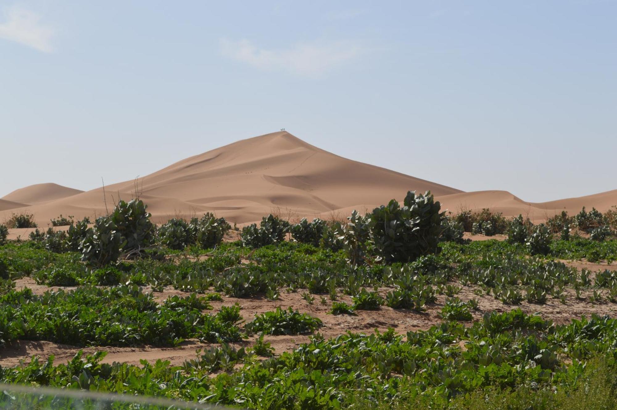 Bivouac Les Nomades & Foum Zguid To Chegaga Tours Hotel Ngoại thất bức ảnh